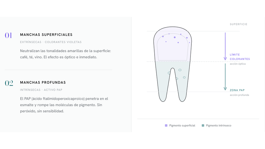 Esquema de un diente que compara las manchas superficiales, que neutralizan los colorantes violetas, con las manchas profundas sobre las que actúa el PAP